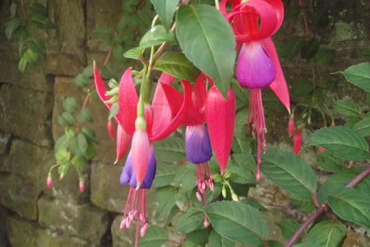 Fucsias.