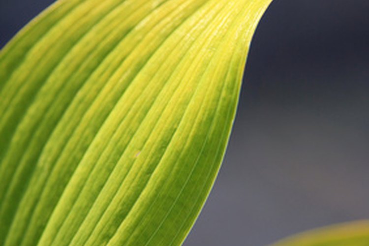 Las plantas crecen a través de la creación de células nuevas y tejidos.