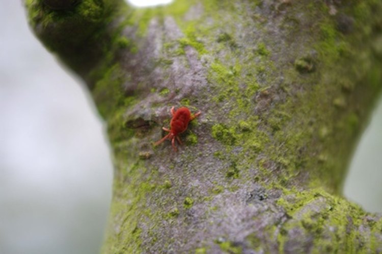 Los insectos pueden destruir las plantas de interiores.