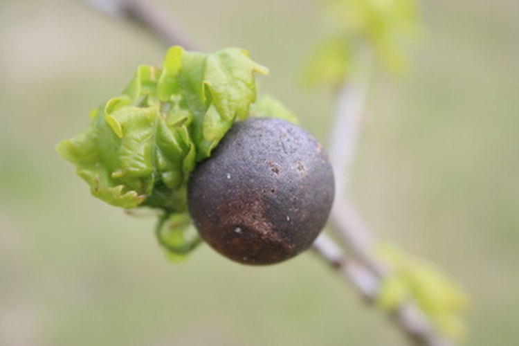 Agallas de roble.