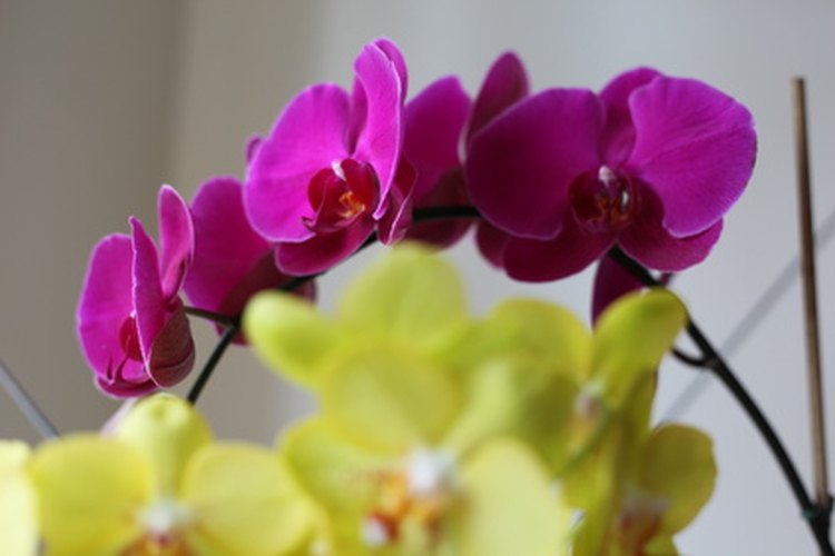 Los botones de las flores se desarrollan a lo largo de unos tres meses.