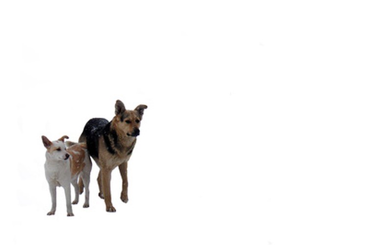 El Centro de Información del perro establece que los cachorros husky generalmente son perros de alta energía que pueden aburrirse fácilmente.
