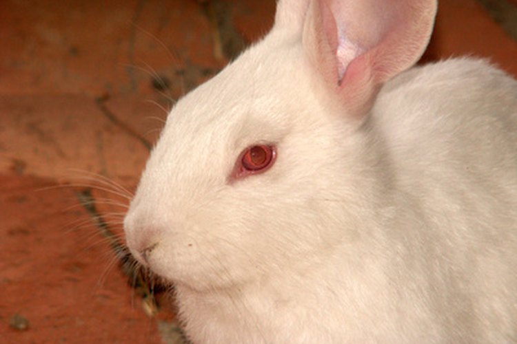 Puede ser difícil distinguir las diferentes tipos de conejos blancos.