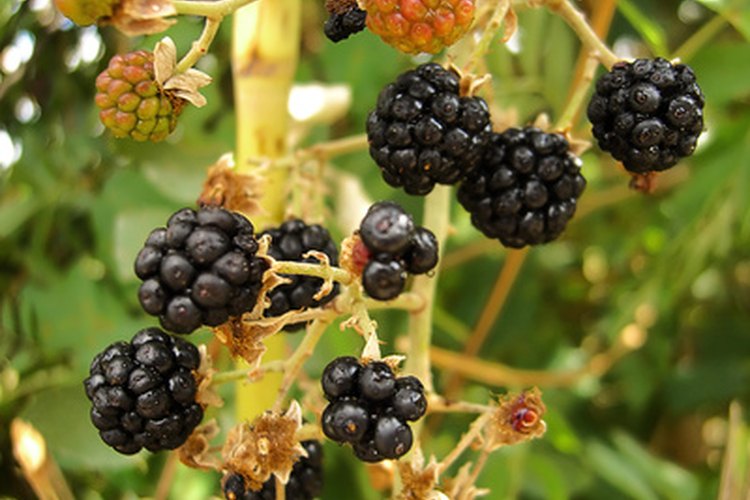 Los árboles de mora producen frutas comestibles.