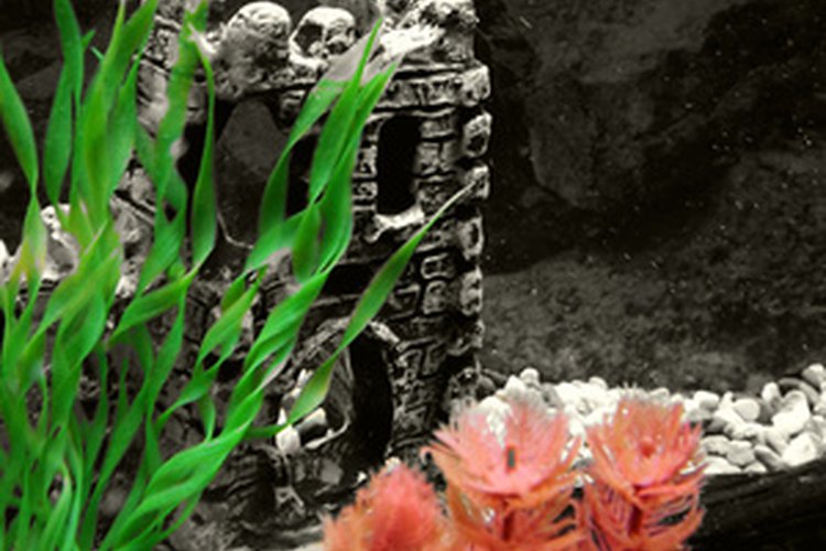 Habitat típico de acuario para bagre.