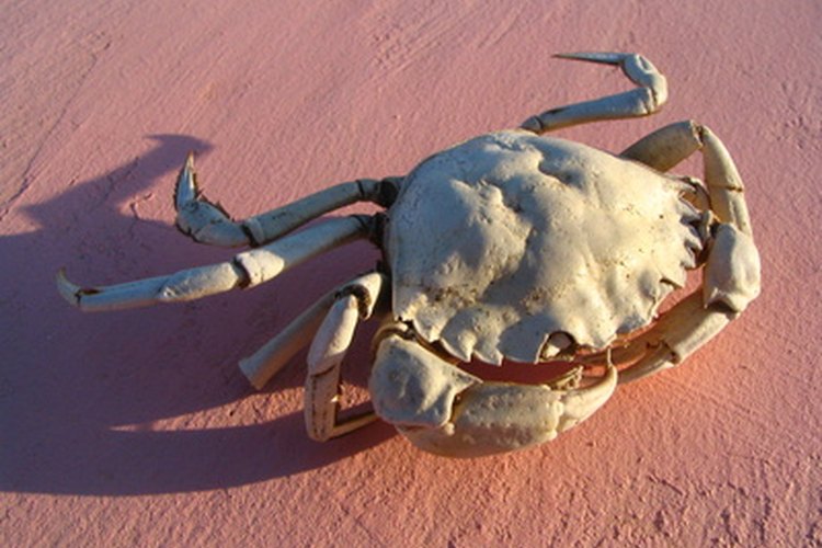 Las patas de cangrejo araña son sabrosas y fáciles de hacer.