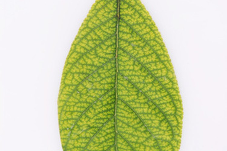 Una hoja de un atrapamoscas puede producir una nueva planta.