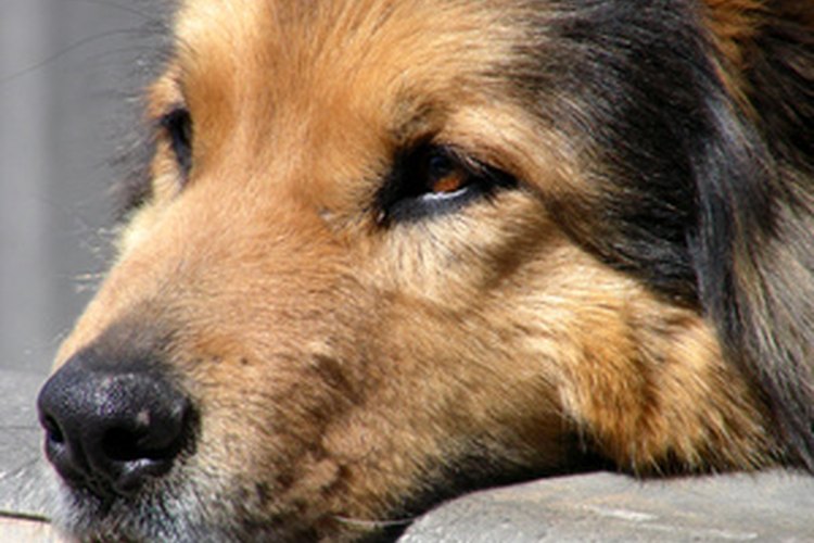Muchos de estos animales han experimentado picazón antes de que la pérdida de pelo se haya producido.