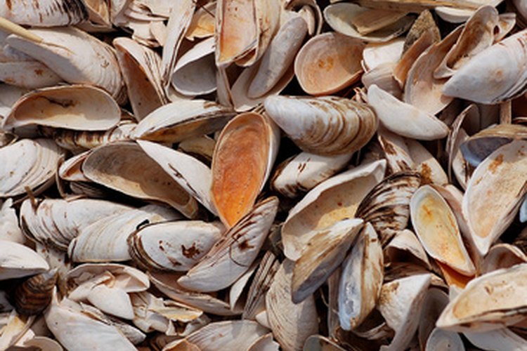 Los mejillones cebra pueden ser excluidos.