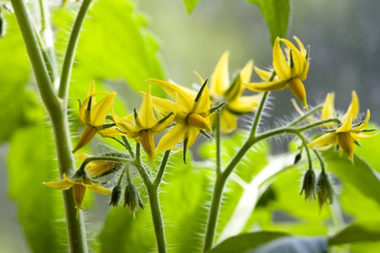 Mantén el ambiente de los tomates moderado para prevenir que se caigan las flores.