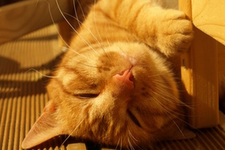 Tu gato puede sufrir de pérdida de pelo.