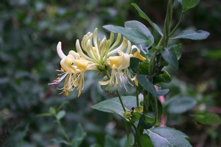 No plantes madreselva japonesa.