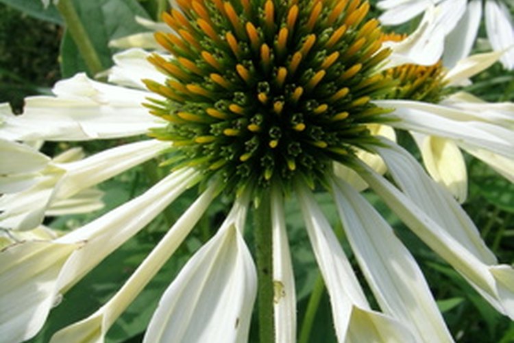 La echinacea es una hierba que se utiliza para la cura de determinadas cuestiones de salud.