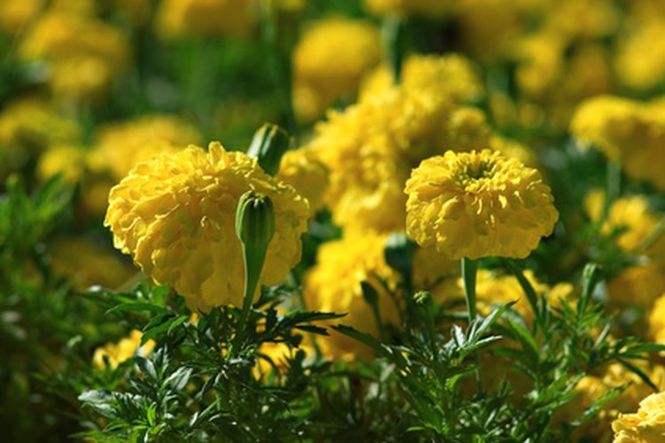 La primavera es la estación del año en que todo vuelve a vivir.