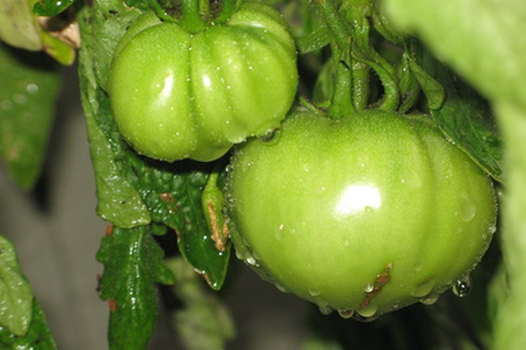 Una vez que las frutas hayan alcanzado su tamaño completo, empieza a regarlas con menos frecuencia para estimular su maduración.