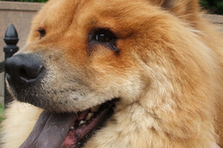 Los perros con un pelaje grueso requieren una cortadora más poderosa.