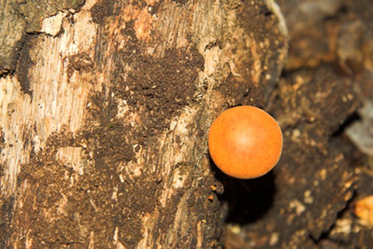 Los hongos naranjas pueden ser o bien roya, hongos mucilaginosos, o un crecimiento de setas en una planta.