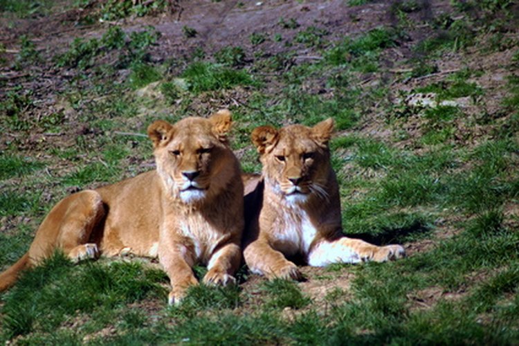 Leones en cautiverio.