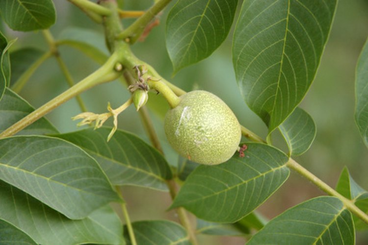 Las nueces son verdes antes de volverse marrones y maduras.