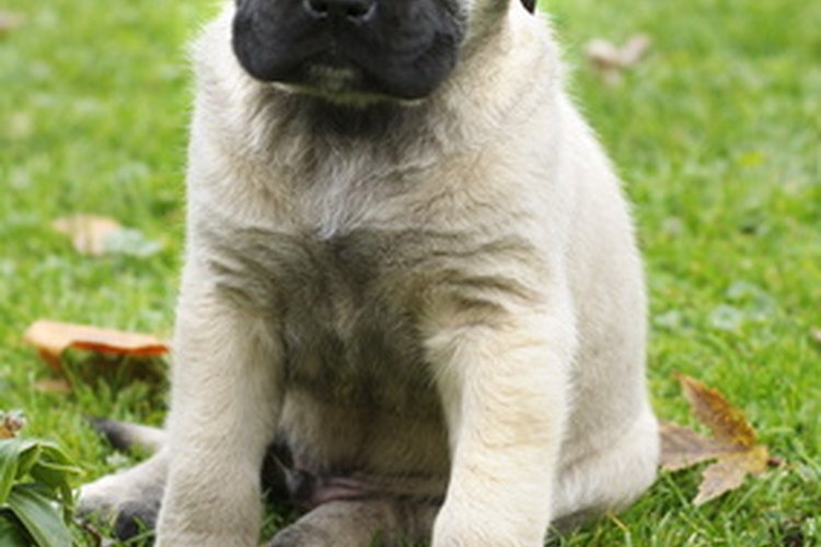 Los cachorros de mastín necesitan de cuidados apropiados para crecer hasta llegar a ser adultos corpulentos.