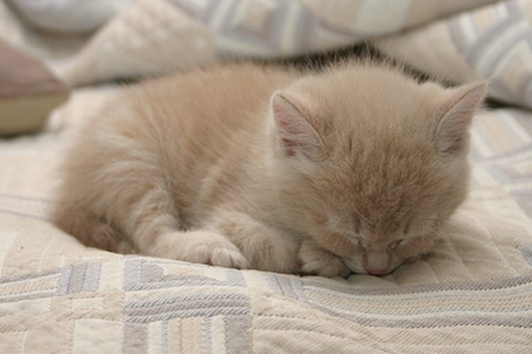 Los gatitos prematuros requieren cuidados adicionales.