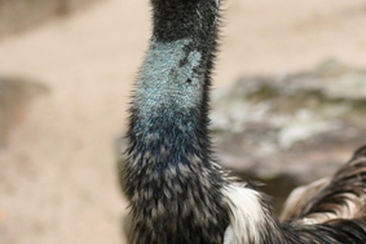 El emú es el pájaro más grande de Australia.