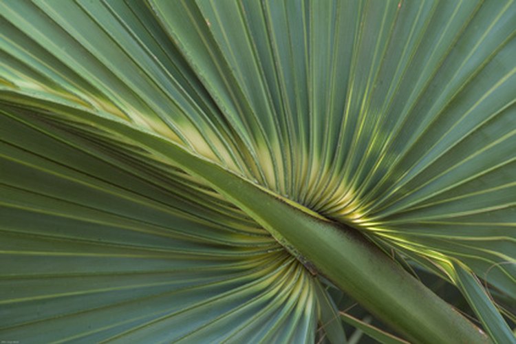 La palma enana americana contiene fitoesteroles que bloquean naturalmente la DHT.