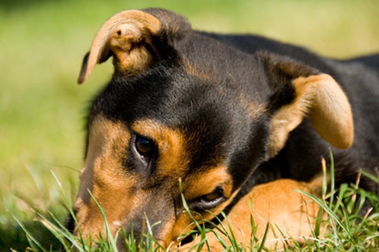 Algunos perros comen pasto simplemente porque les gusta.