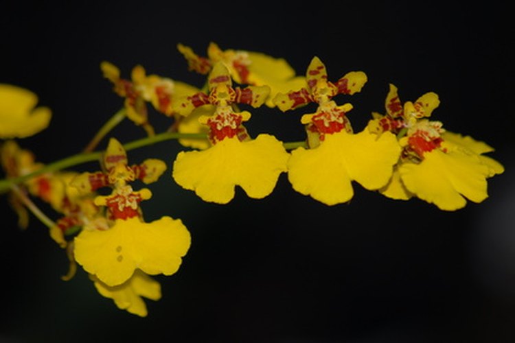 La oncidium "azúcar dulce", una vieja híbrida pero que es aun favorita debido a los pétalos amarillos como el sol.
