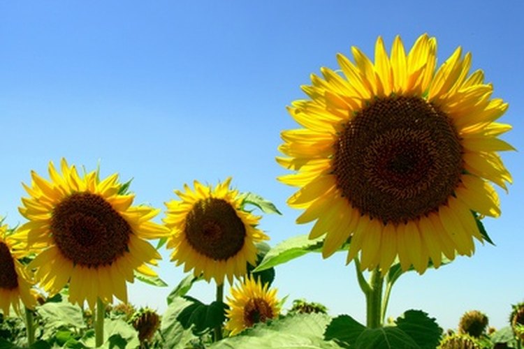 Los girasoles siguen la luz del sol.
