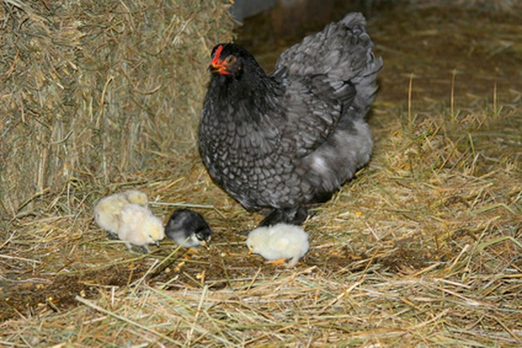 Puedes presentar pollitos a una gallina, pero no siempre funciona.