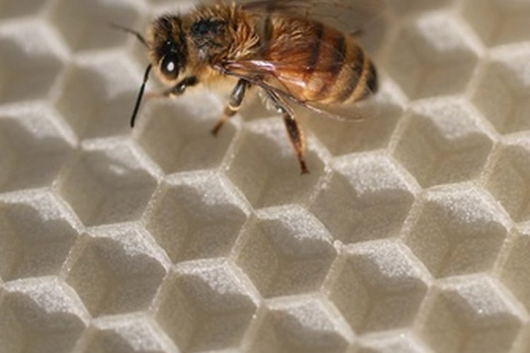 Juega con palabras sobre abejas y cera para crear el nombre de una compañía de velas de cera.