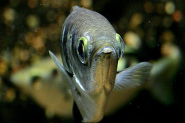 Un gourami posa para la cámara.