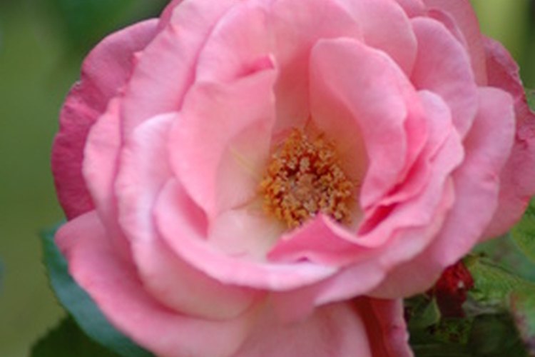 La rosa es una flor completa.