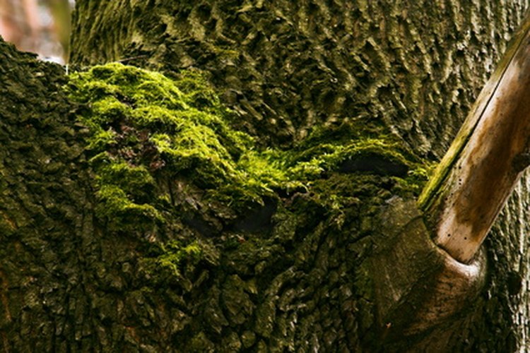 Musgo de árbol.