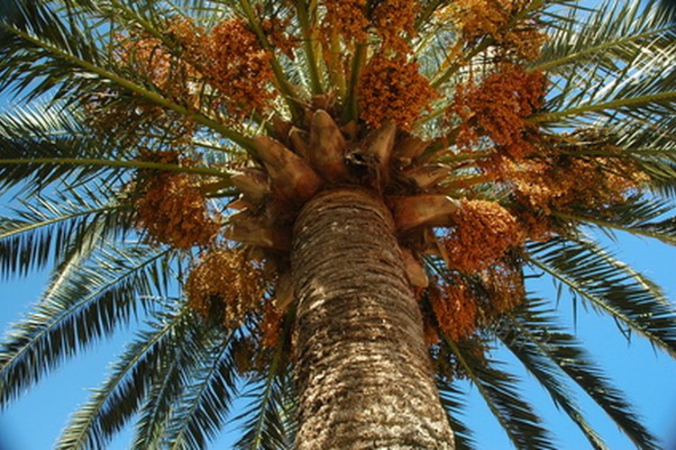 Los frutos crecen cerca de la parte superior de las palmeras.