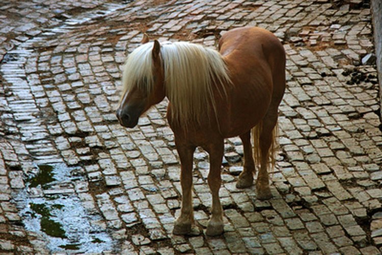 Realza tu imagen sobre tu caballo con el atuendo adecuado.
