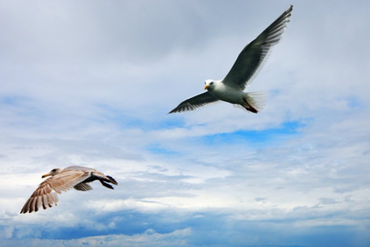 Pájaros.