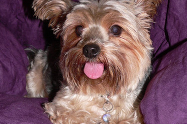 Los Yorkies parecen dejar afuera sus lenguas con mayor frecuencia que otras razas de perros.