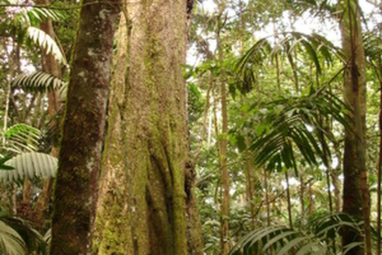 Los árboles altos albergan muchas especies vegetales y animales en la selva.