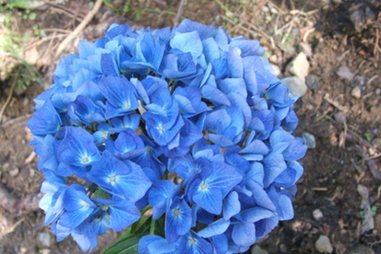 Las hortensias azules pueden ser de color rosa o púrpura.