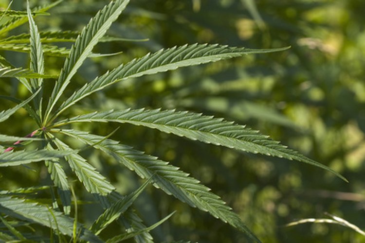 La legalización de la marihuana ha sido debatida durante mucho tiempo.