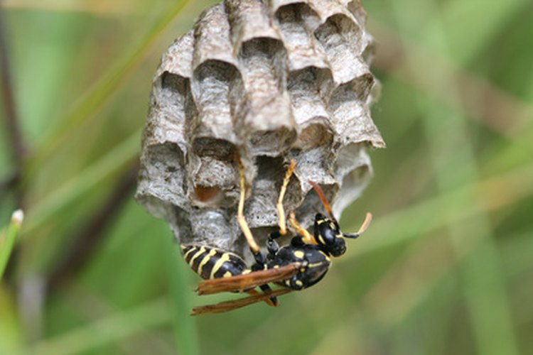 Las chaquetas amarillas se alimentan de insectos y arañas.