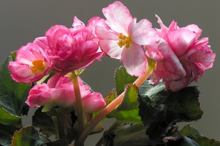 La begonia es una flor imperfecta y, por lo tanto, incompleta.