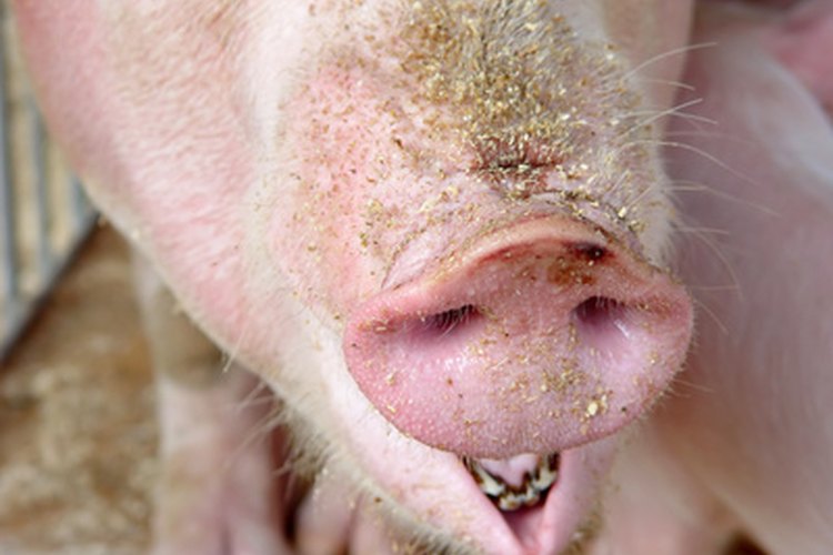 Los cerdos son uno de los animales de mayor capacidad de disuasión de serpientes.