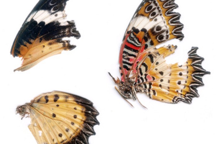 Mariposas muertas.