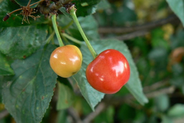 Los cerezos pueden ser cultivados en recipientes de jardínes.