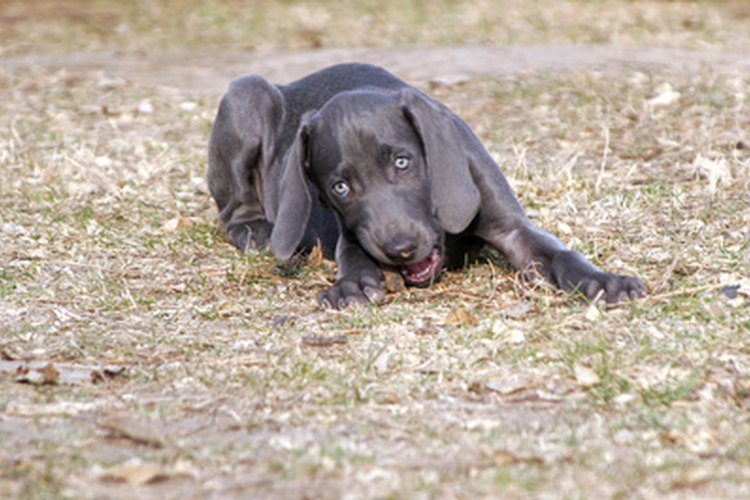 Dentición en cachorros