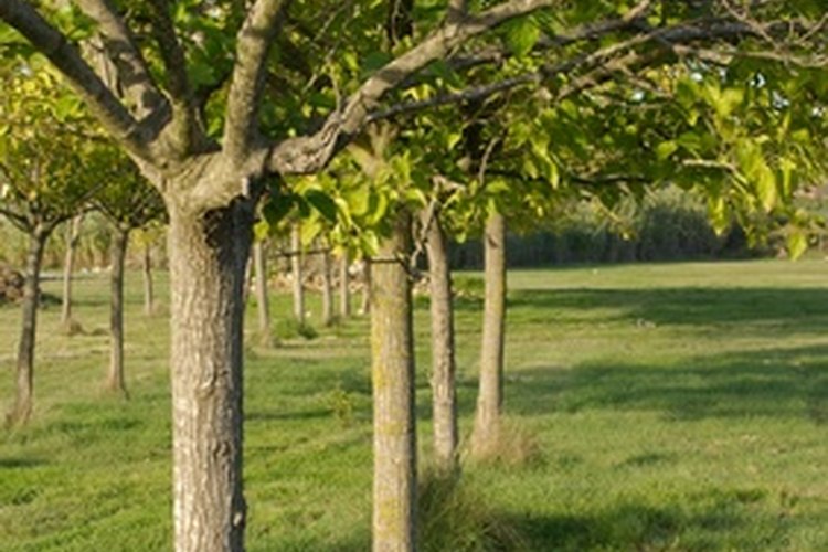 La savia de los árboles.