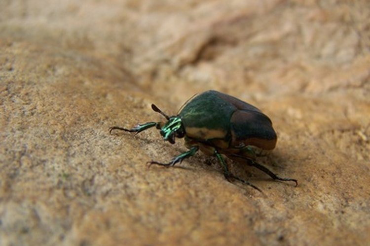 Escarabajos.